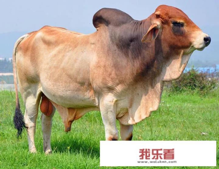在农村公牛配种一次收费200元，那么一头公牛在每年最多可以为多少头母牛配种呢？