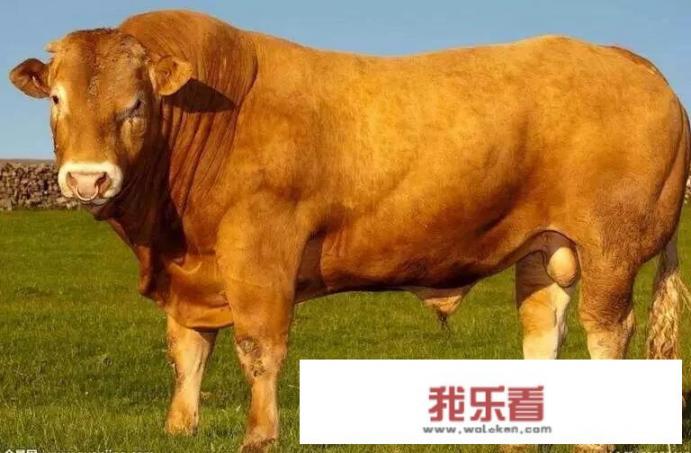 在农村公牛配种一次收费200元，那么一头公牛在每年最多可以为多少头母牛配种呢？
