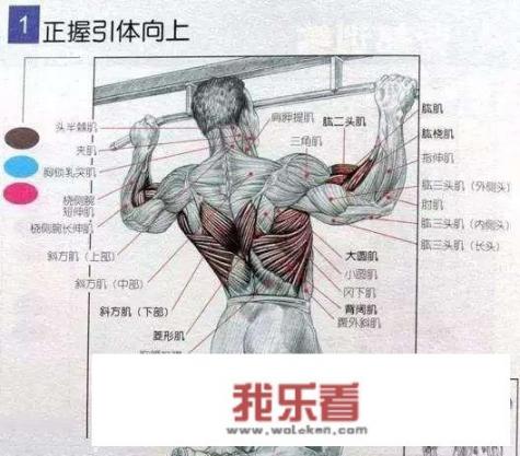 为什么健美先生都要练引体向上，器械代替不了吗？