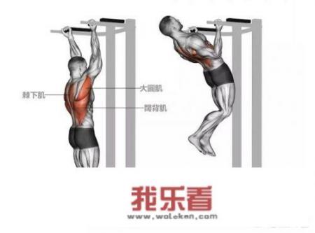 为什么健美先生都要练引体向上，器械代替不了吗？