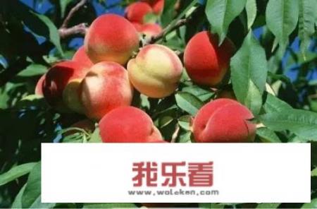 蜜桃正熟期角蒲桃介绍