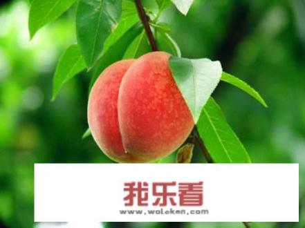 蜜桃正熟期角蒲桃介绍