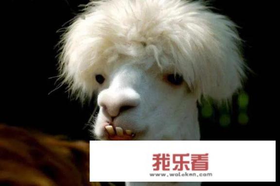 你见过最惊艳的动物图片有哪些？