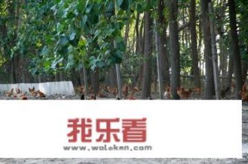 想在农村办个100只的养鸡场，大约需要投资多少钱？