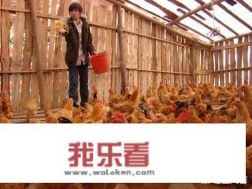 想在农村办个100只的养鸡场，大约需要投资多少钱？