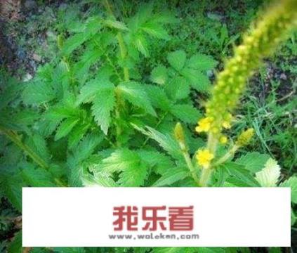 山上发现了大批龙芽草，药用价值高吗？能否人工种植？