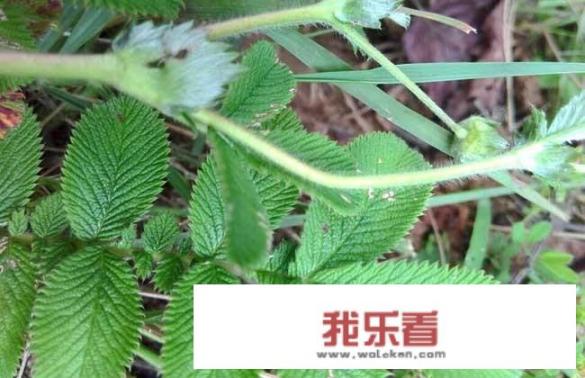 山上发现了大批龙芽草，药用价值高吗？能否人工种植？