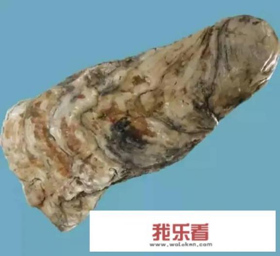 生牡蛎怎么煎药，是用肉还是它的壳？