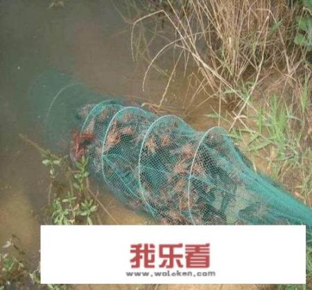 水库放地笼捕河虾最佳位置？
