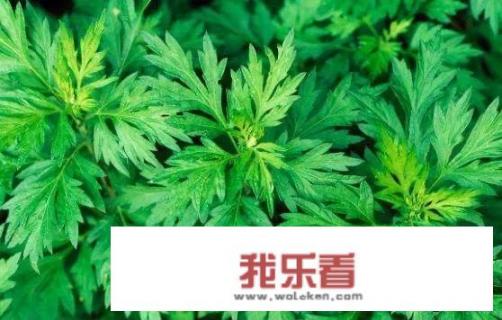 艾草洗头有什么好处？