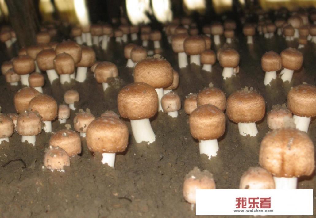 菌菇如何种植？