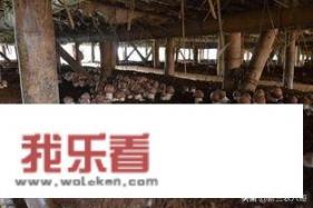 菌菇如何种植？