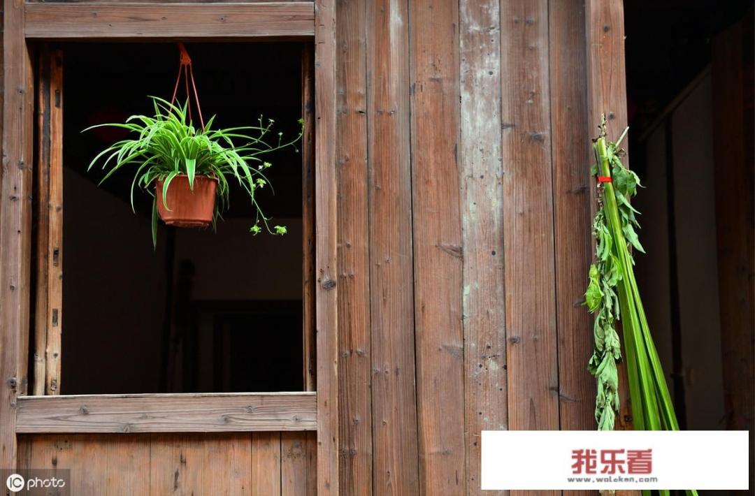 农村端午节挂艾草，你知道应该挂有根还是没根艾草吗？挂的时候根应该朝上还是朝下？