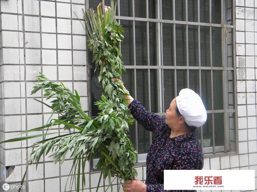 农村端午节挂艾草，你知道应该挂有根还是没根艾草吗？挂的时候根应该朝上还是朝下？