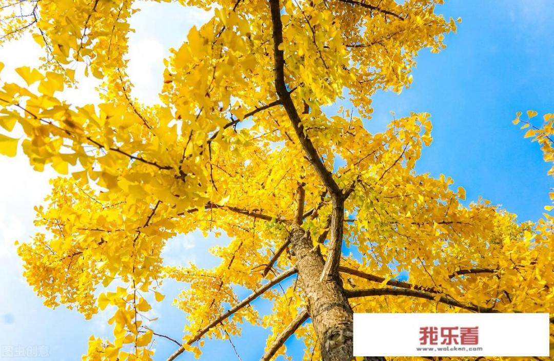 有秋天景象的照片分享吗？