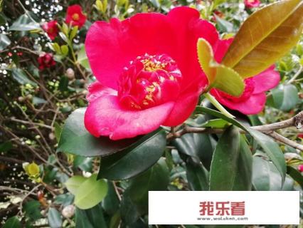 人间四月美如画，谷雨时节景色新，请以文字和图片来表达吧？