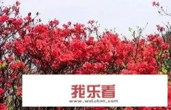 人间四月美如画，谷雨时节景色新，请以文字和图片来表达吧？